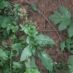 Rumex arifolius Habit