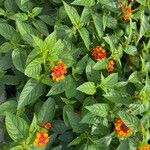 Lantana aculeata Flors