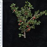 Cotoneaster integrifolius Habitus