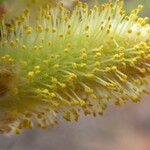 Salix sikkimensis Кветка