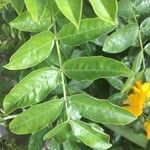 Senna occidentalis पत्ता