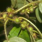 Miconia crenulata Blad