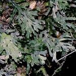 Trichomanes krausii Hábito