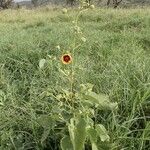 Abutilon hirtum Habitus