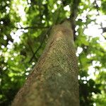Celtis prantlii Corteza