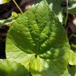 Viola blanda Leaf