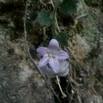 Campanula fragilis Fleur