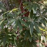 Sterculia murex Leaf