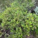 Rubia fruticosa Hábito