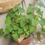 Nepeta cataria Leaf