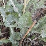 Tridax procumbens Лист