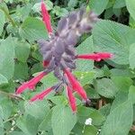 Salvia coccineaBloem