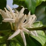 Coffea arabica Цветок
