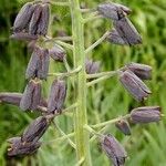 Fritillaria persica Habitat