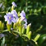 Duranta mutisii Flor