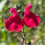 Salvia microphylla Кветка