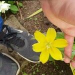 Zephyranthes citrina Çiçek