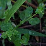 Torenia crustacea Folha