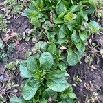 Valeriana locusta Blad