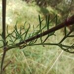 Seseli annuum Blatt