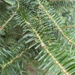 Abies cephalonica Fuelha