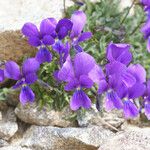 Viola diversifolia Vivejo