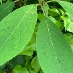 Hydrangea aspera Leaf