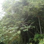 Cecropia schreberiana Hábito