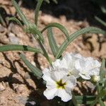 Heliotropium greggii Kvet