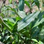 Floscopa glomerata Hoja