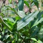 Floscopa glomerata Blad