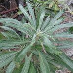 Convolvulus floridus Leaf