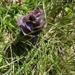 Ajuga pyramidalisLeaf