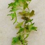 Lemna trisulca Hoja