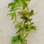 Lemna trisulca Blad