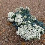 Crambe maritima Flower