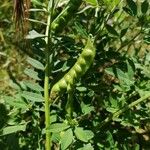 Vicia ervilia ഫലം