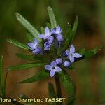 Asperula arvensis 花