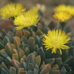 Aloinopsis orpenii Floare