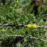 Ribes quercetorum Blatt