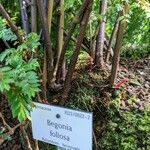 Begonia foliosa बार्क (छाल)