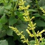 Salvia madrensisപുഷ്പം