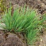 Carex nigra Blatt
