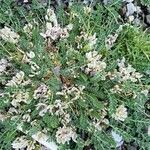 Astragalus depressus Flower