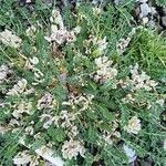 Astragalus depressus Flors