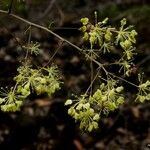 Myodocarpus fraxinifolius आदत