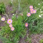 Tanacetum coccineum Кветка