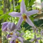 Solanum seaforthianum फूल