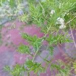 Asparagus aethiopicus Leaf