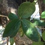 Strychnos madagascariensis Foglia